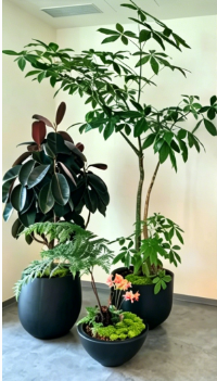 杭州湾花卉租用服务保养方法与使用周期